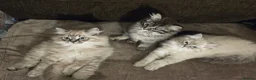 Ragdoll cats for sale: 3 beautiful fluffy ragdoll kittens - Advert 10
