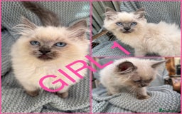 Ragdoll cats for sale: Beautiful ragdoll babies READY NOW - Image 2