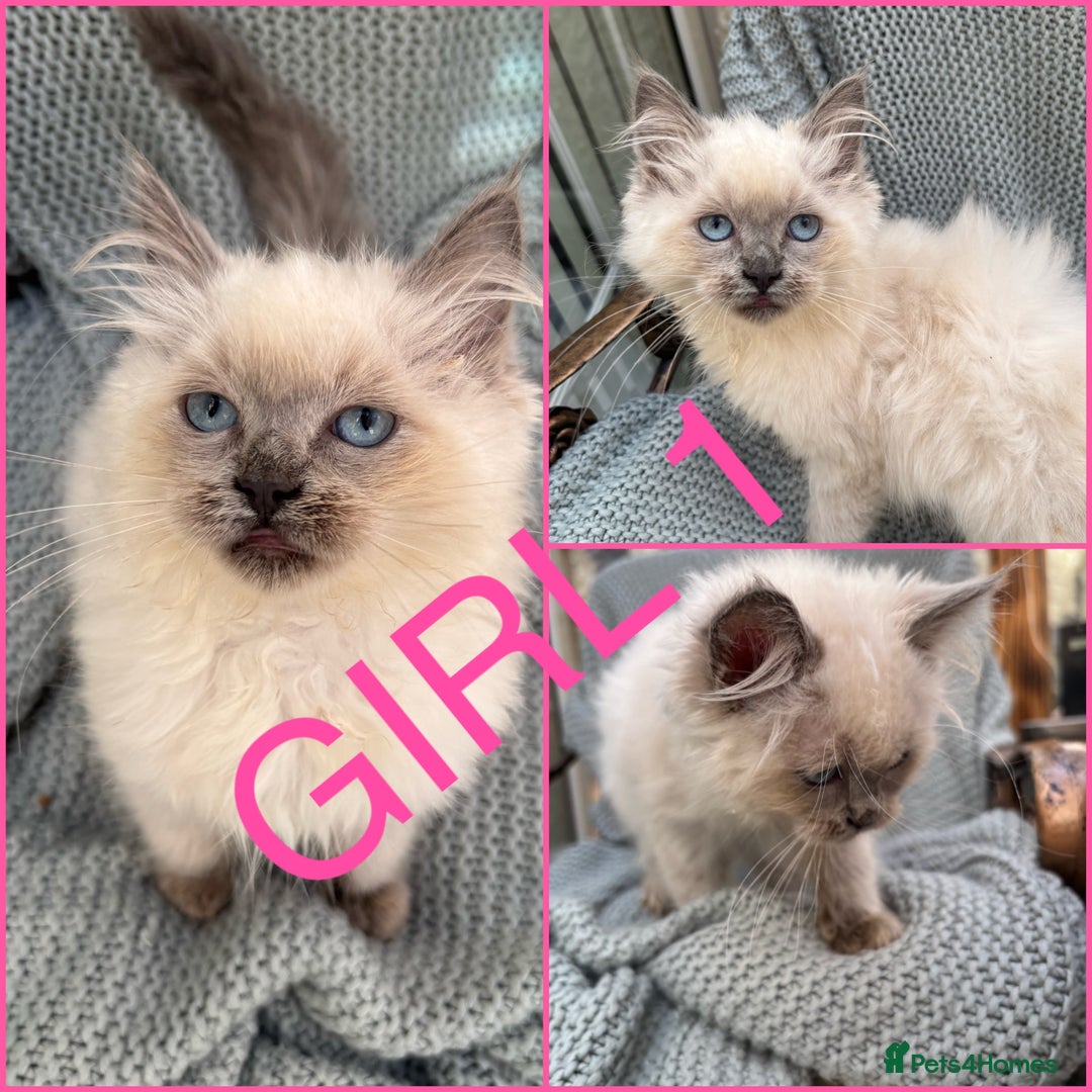 Ragdoll cats for sale: Beautiful ragdoll babies READY NOW - Image 2