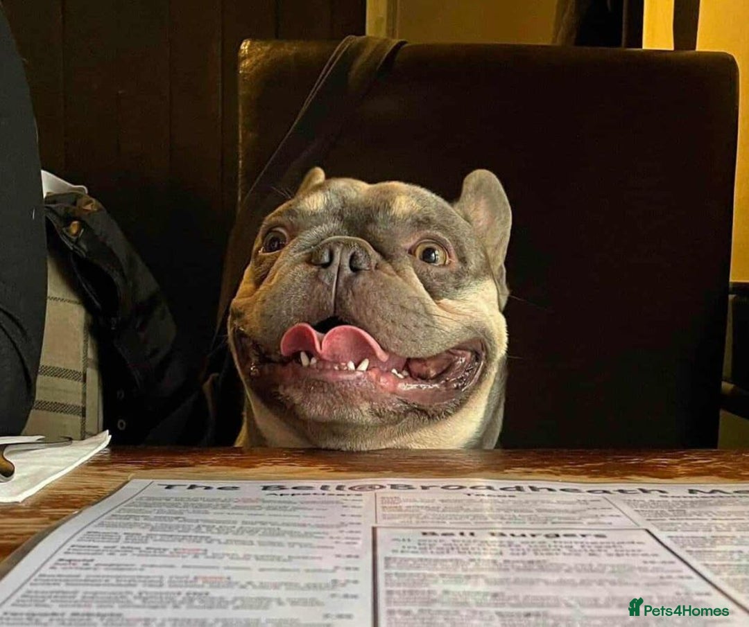 French Bulldog dogs for adoption: BEAR - needs a new, loving home. - Image 2
