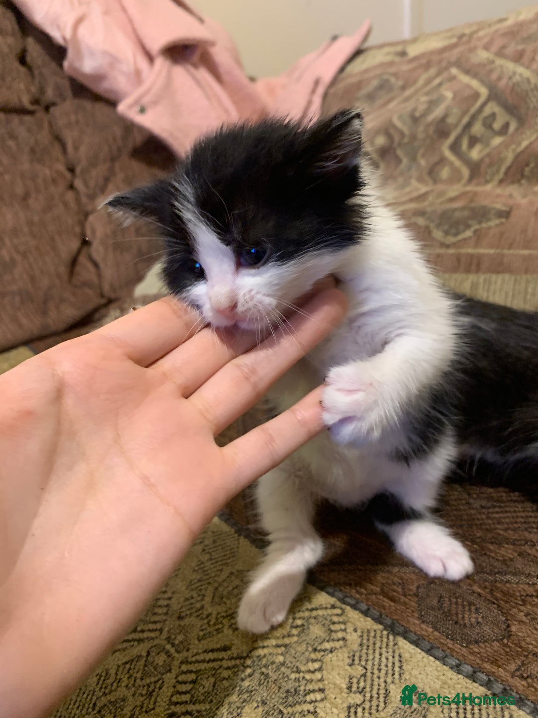 Mixed Breed cats for sale: Sweet Kittens Looking for Loving Homes - Advert 11