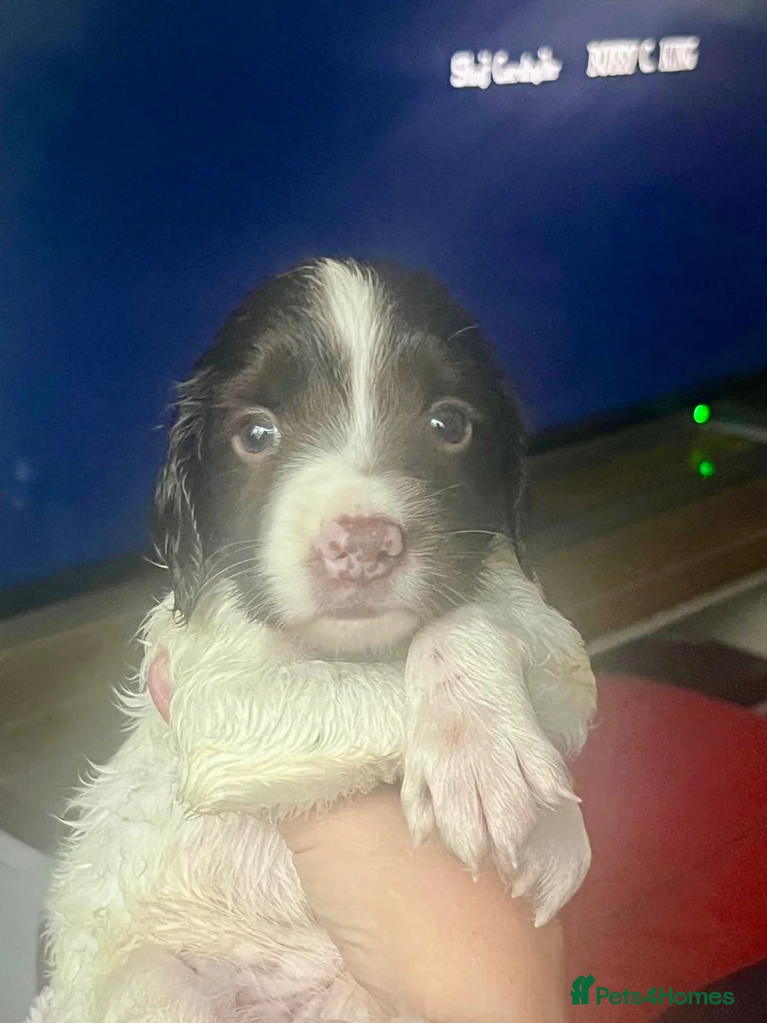 English Springer Spaniel dogs for sale: 1 exceptionally bred boy pup puppy trained too - Advert 2