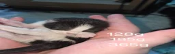 Mixed Breed cats for sale: Kittens looking for their forever homes - Advert 5