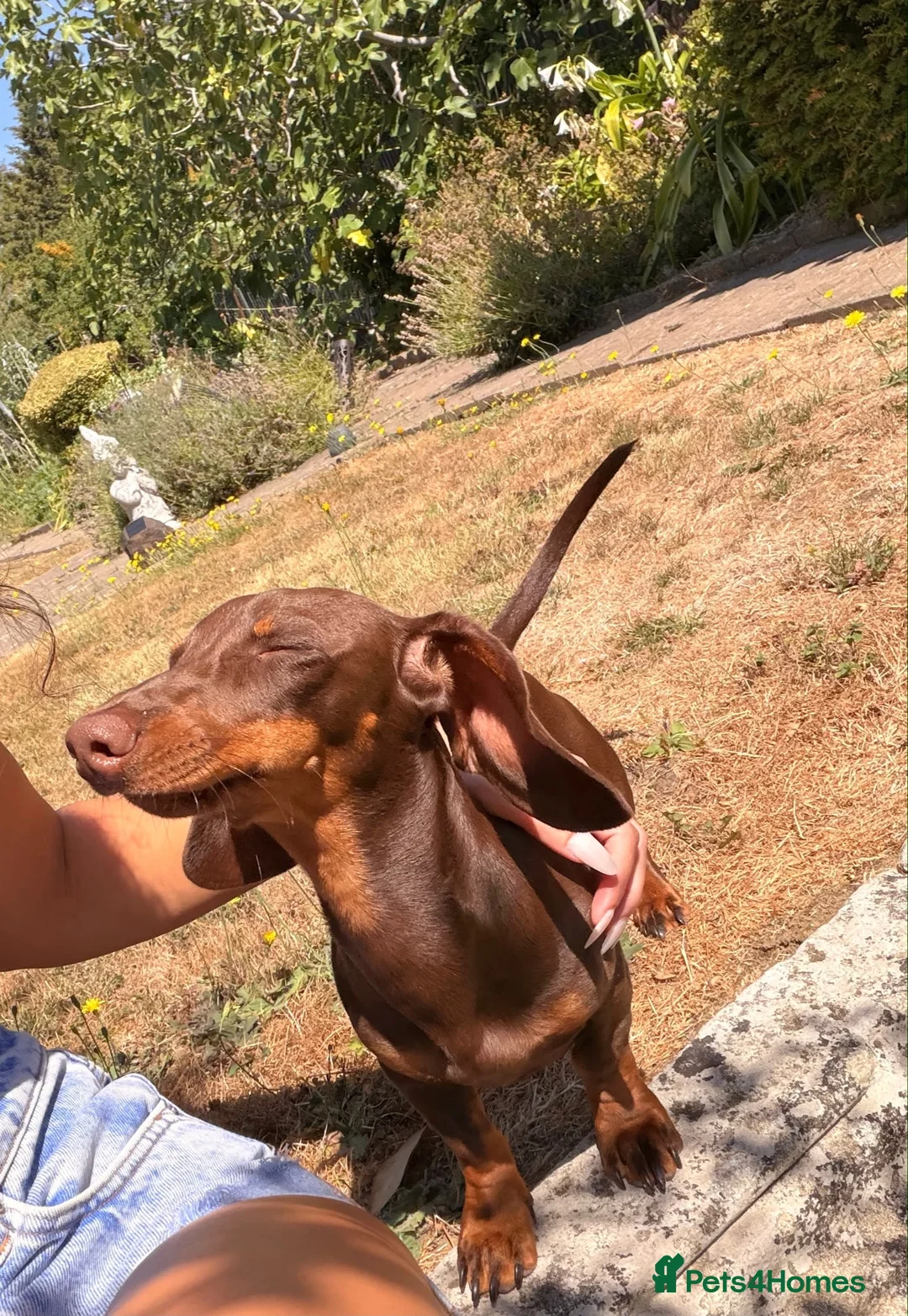 Dachshund dogs for sale: Dachshund Pup in London - Advert 2