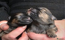 Mixed Breed dogs for sale: Tiny  **  Yorkiepoms - Image 1