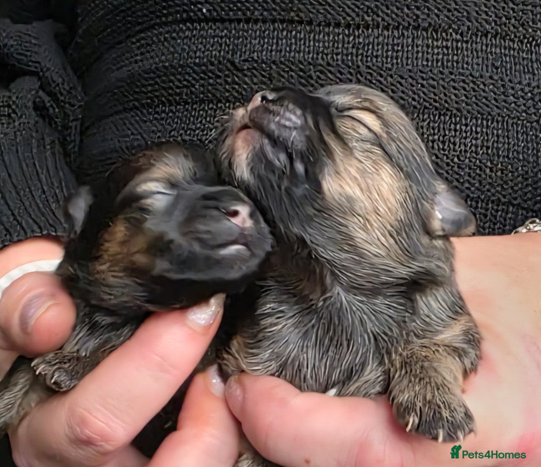 Mixed Breed dogs for sale: Tiny  **  Yorkiepoms - Image 1