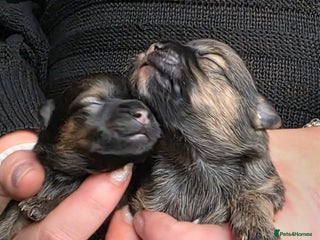 Mixed Breed dogs for sale - Advert 1