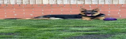 German Shepherd dogs for stud: Stunning 2.5yo Working line German Shepherd stud in Chesterfield - Advert 5