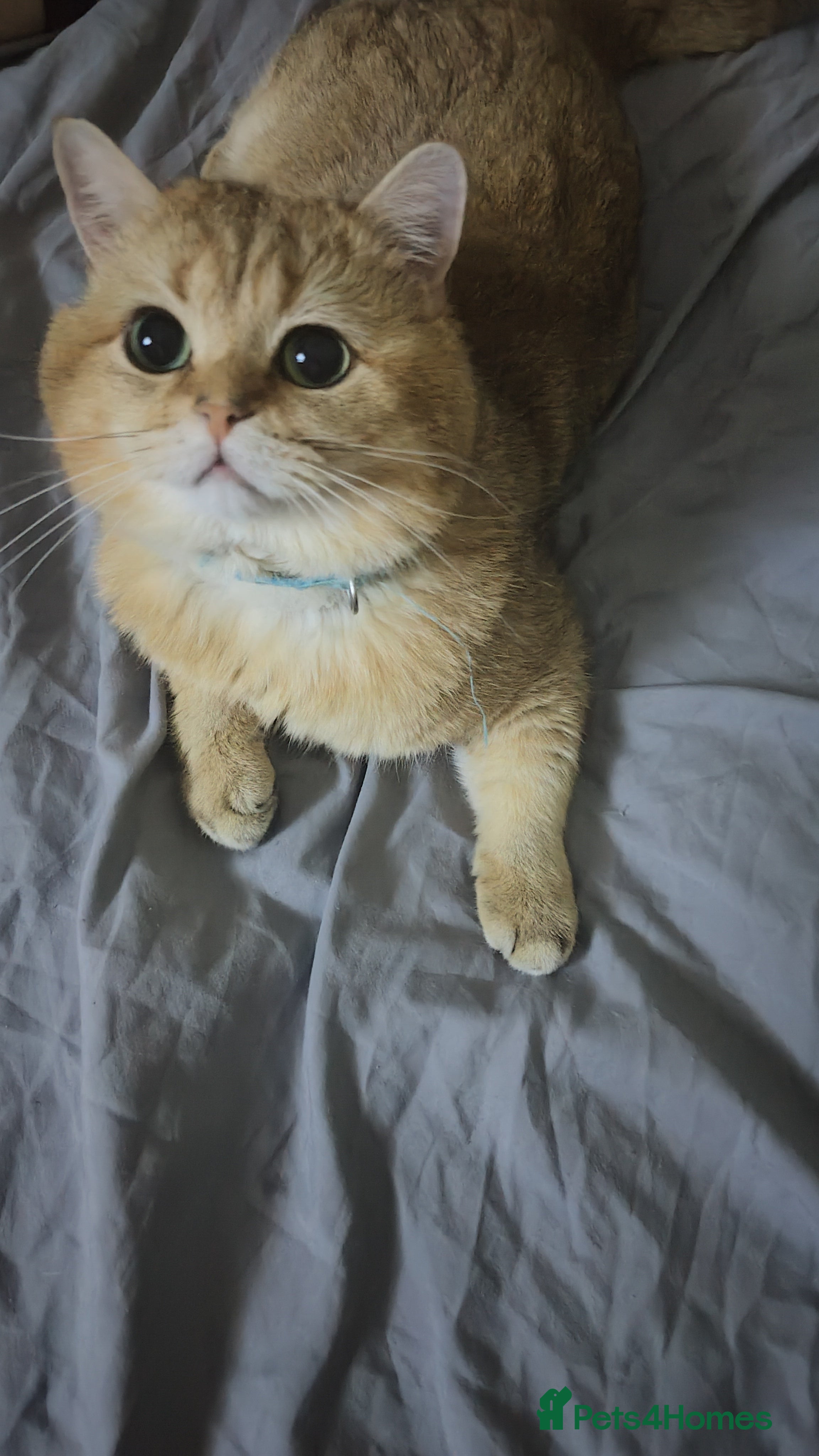 Goldie