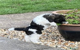 Saint Bernard dogs for sale: St Berdoodle (Saint Bernard standard Poodle) - Image 29