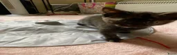 Domestic Shorthair cats for sale: Three kittens for sale  in Heywood - Advert 13