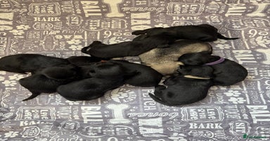 Miniature Schnauzer dogs - Advert 8