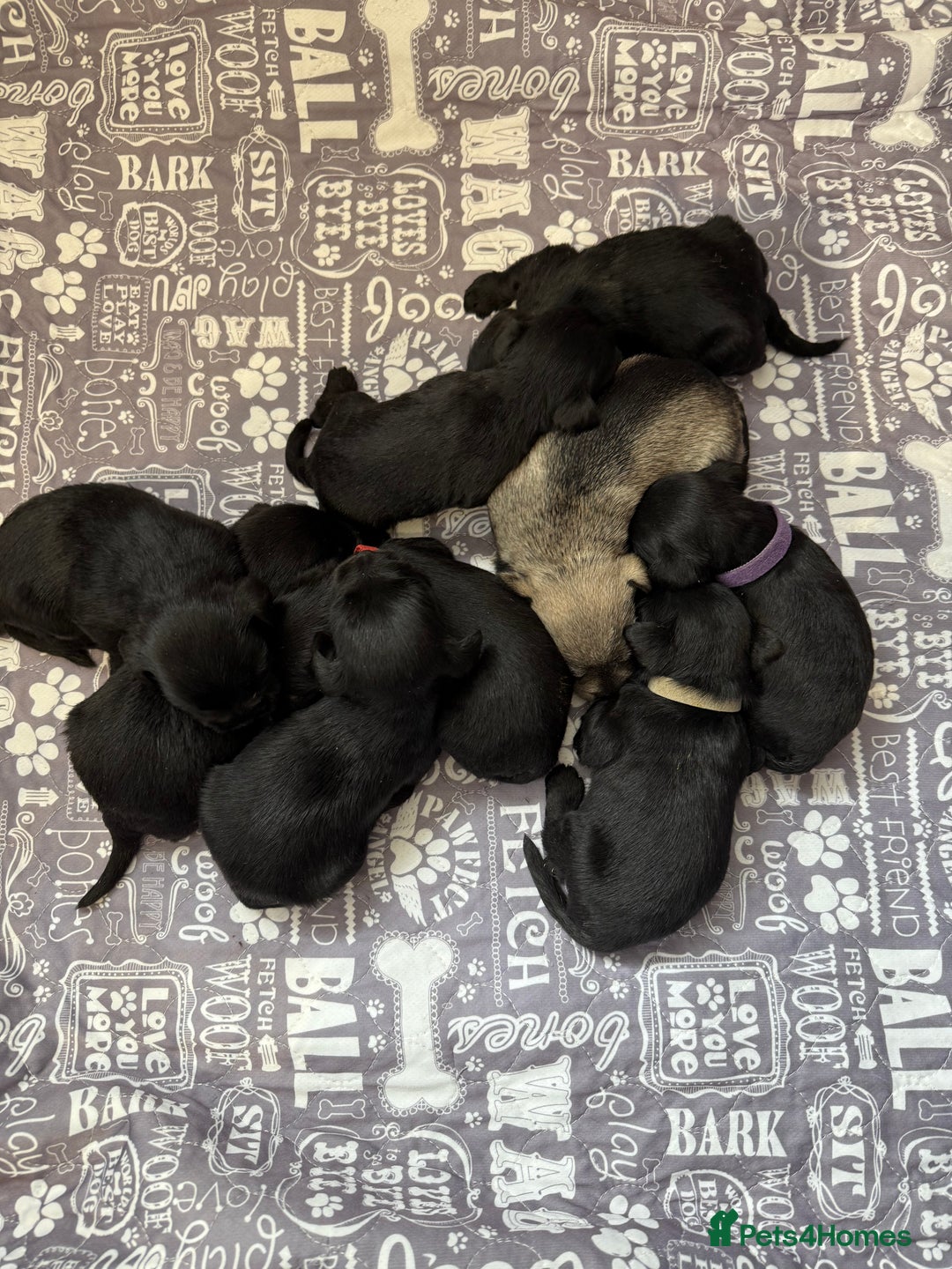 Miniature Schnauzer dogs for sale: Miniature schnauzers pups - Image 13