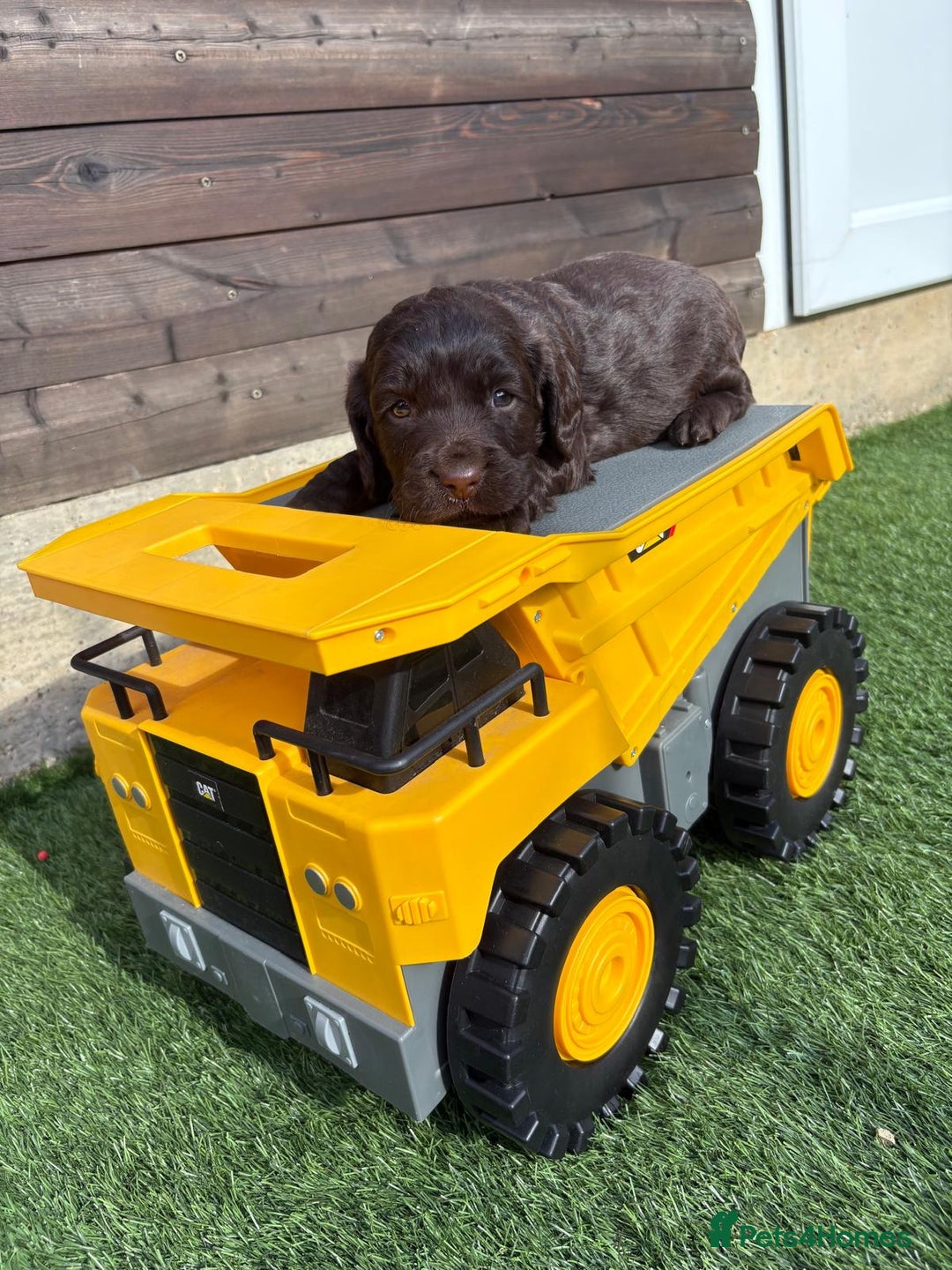 Cocker Spaniel dogs for sale: 3 Beautiful cocker spaniel puppies 2 boys 1 girl - Image 11