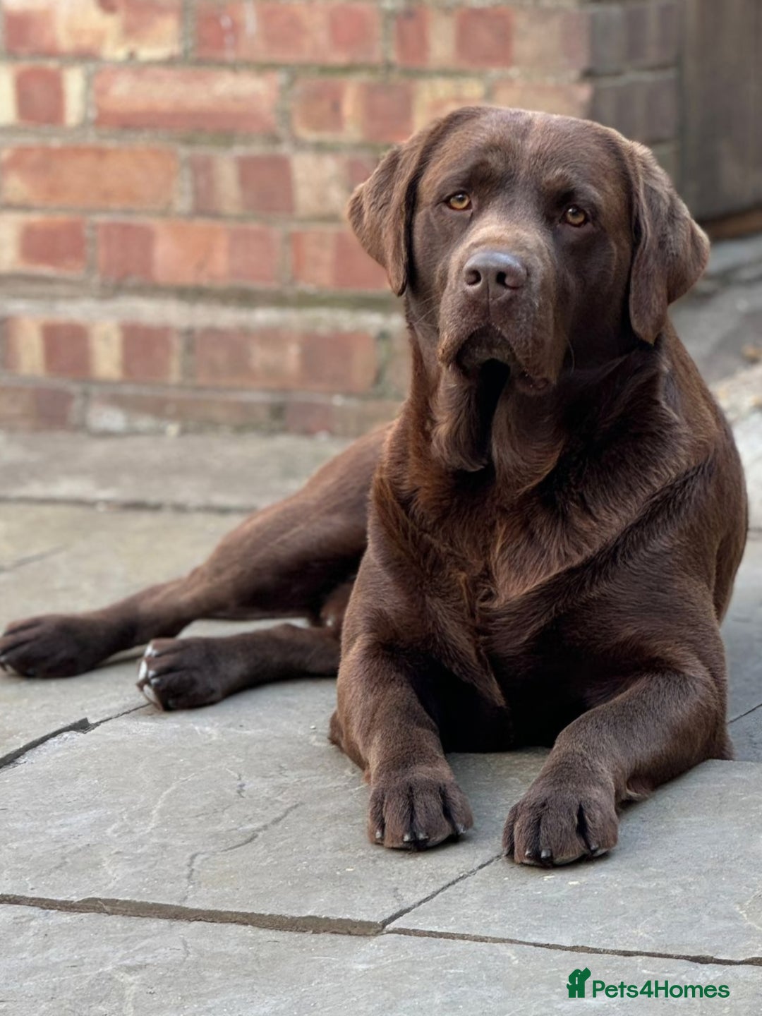 Labrador Retriever dogs for stud: Exceptional Chocolate Labrador FOR STUD in Bedford - Advert 1