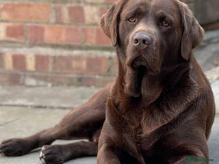 Labrador Retriever dogs Exceptional Chocolate Labrador FOR STUD in Bedford - Advert 15