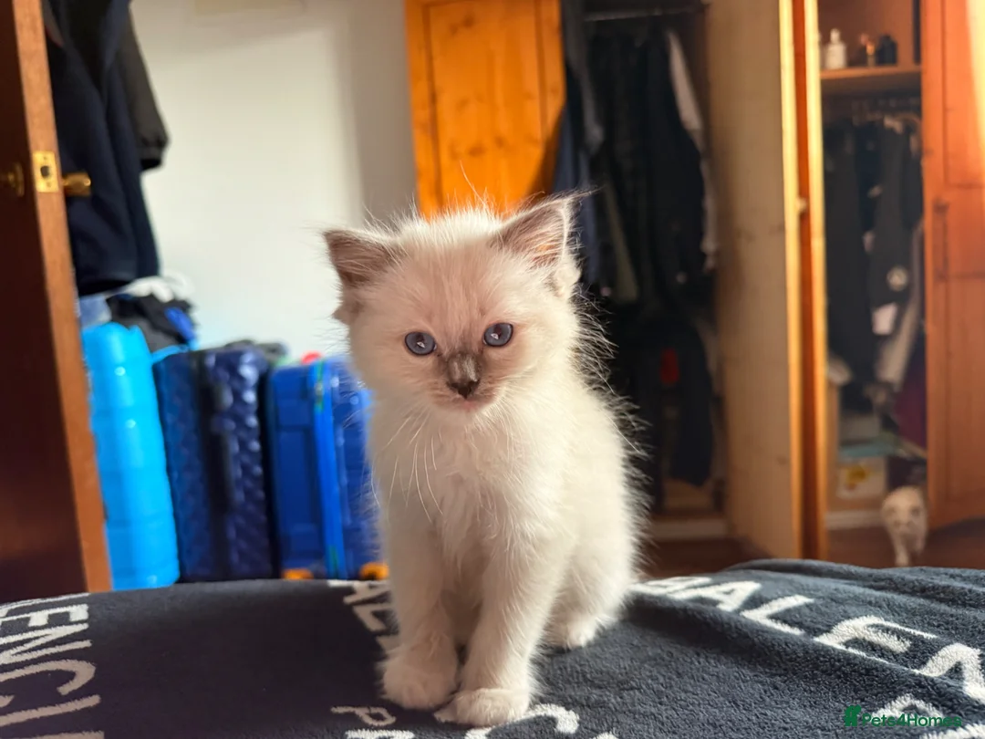Ragdoll cats for sale: Pedigree Ragdoll Kittens GCCF Registered   in Dagenham - Advert 2