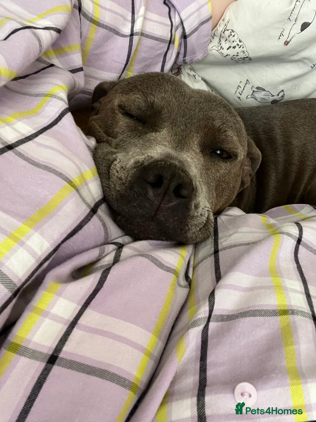 Staffordshire Bull Terrier dogs for sale: Blue staffy pups for sale  - Advert 5