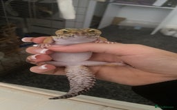 Leopard Gecko reptiles for sale: Leopard gecko - Image 2