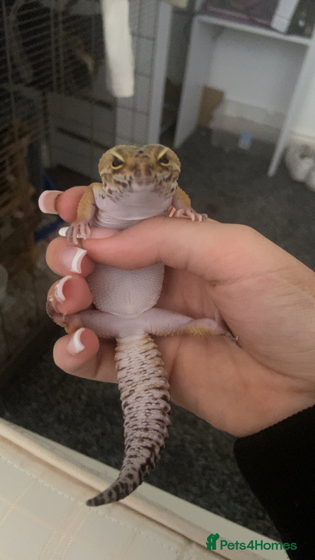 Leopard Gecko reptiles for sale: Leopard gecko - Image 2