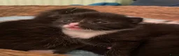 Mixed Breed cats for sale: 2 adorable kittens for sale  - Advert 17