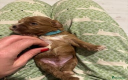 Cavapoo dogs for sale: Cavapoo puppies fully health tested parents - Image 33