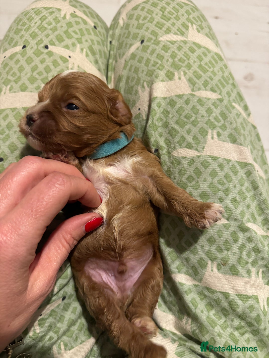 Cavapoo dogs for sale: Cavapoo puppies fully health tested parents - Image 33