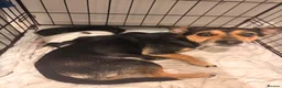 Jack Russell dogs for sale: jack russel puppies  - Advert 2