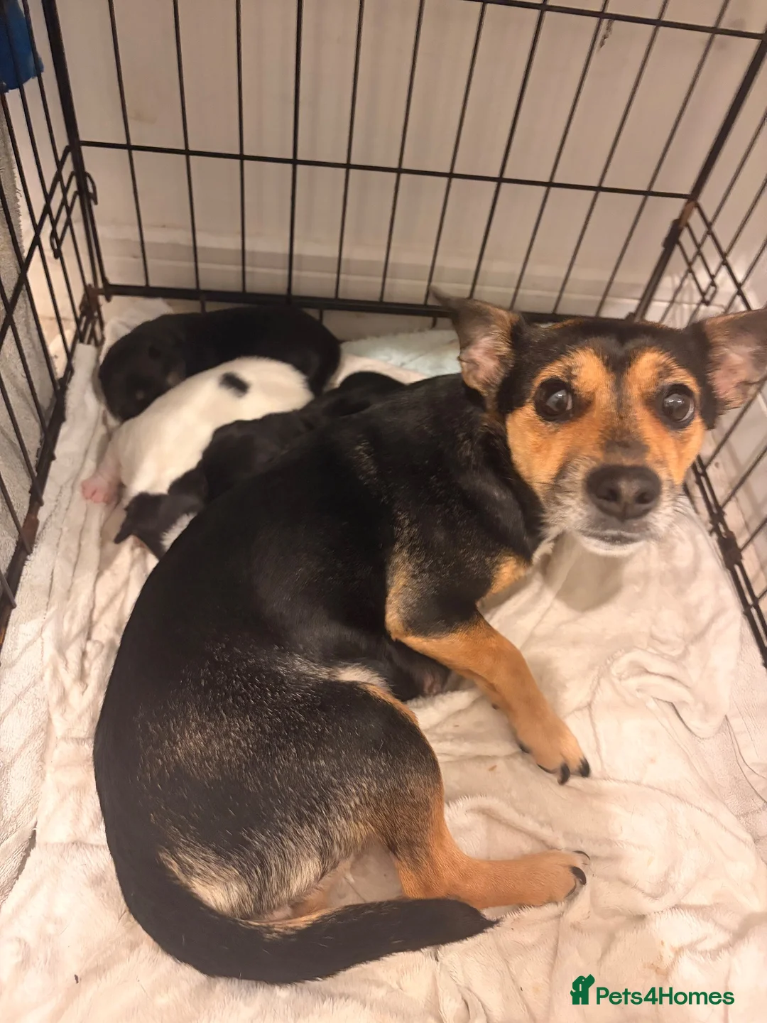 Jack Russell dogs for sale: jack russel puppies  - Advert 2
