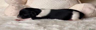 Miniature Schnauzer 3