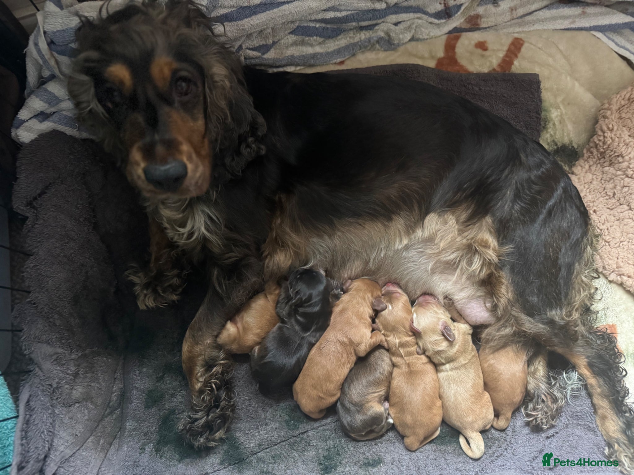 Cocker Spaniel dogs Cocker Spaniel (show type) puppies ready 6th June - Advert 1