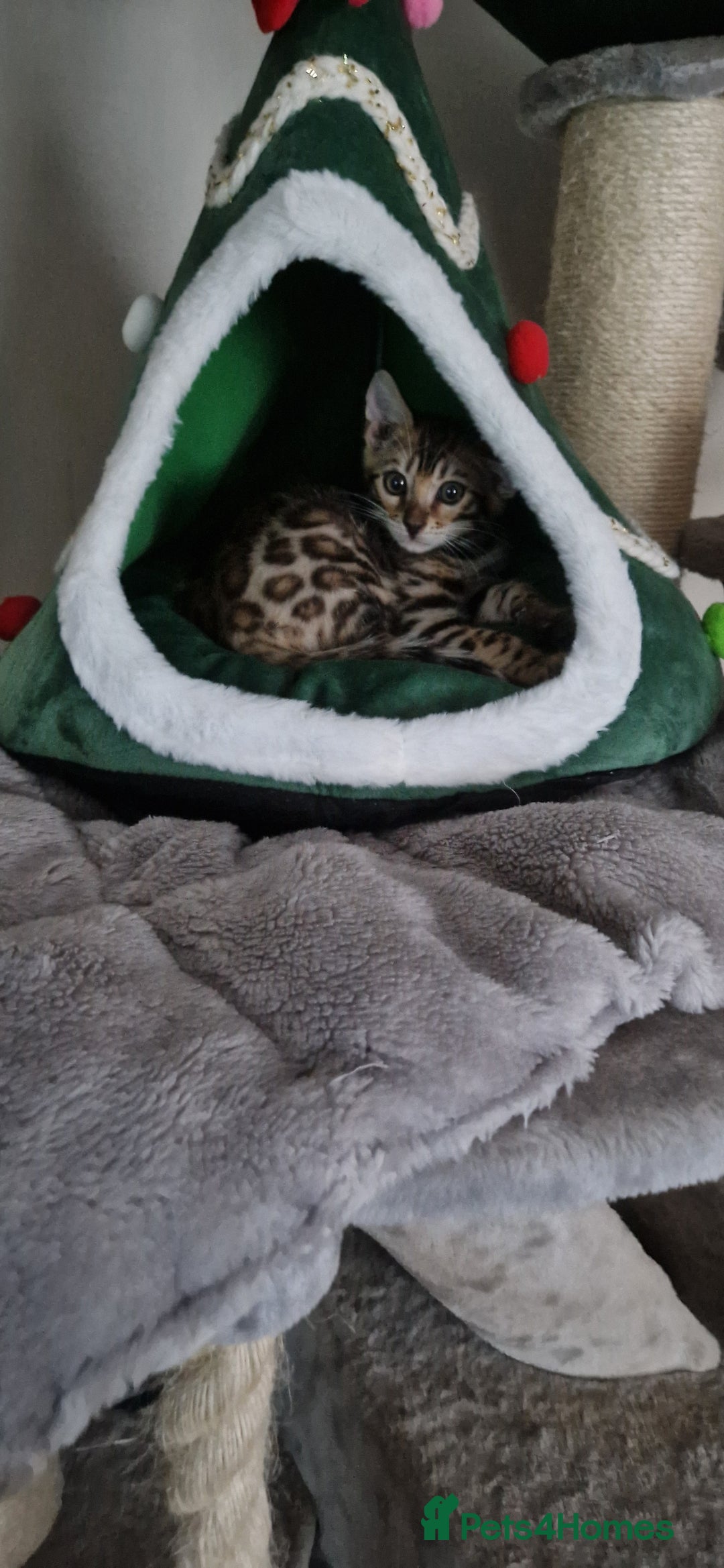 Bengal cats for sale: Beautiful kittens 🥰 - Advert 3