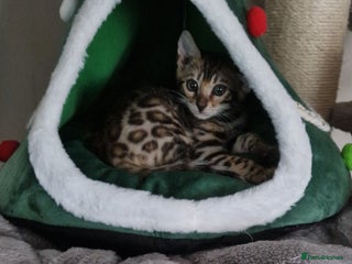 Bengal cats Beautiful kittens 🥰 - Advert 9