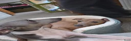 Italian Greyhound dogs for sale: Coming soon Italian Greyhound Puppies in Launceston - Advert 3