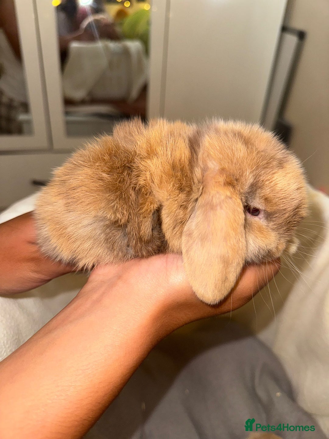 Mini Lop rabbits for sale: 4 gorgeous mini lop bunnies for sale  - Image 14