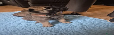 Mixed Breed 2