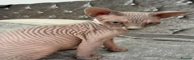 Sphynx Kitten 5