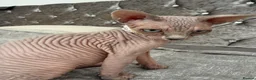 Sphynx cats for sale: Special Reduced Price Blue-Eyed Sphynx / TICA Reg - Advert 28