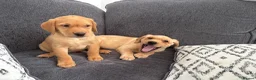 Labrador Retriever dogs for sale: Beautiful KC registered Labrador retriever puppies in Swansea - Advert 1