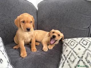 Labrador Retriever dogs Beautiful KC registered Labrador retriever puppies - Advert 15