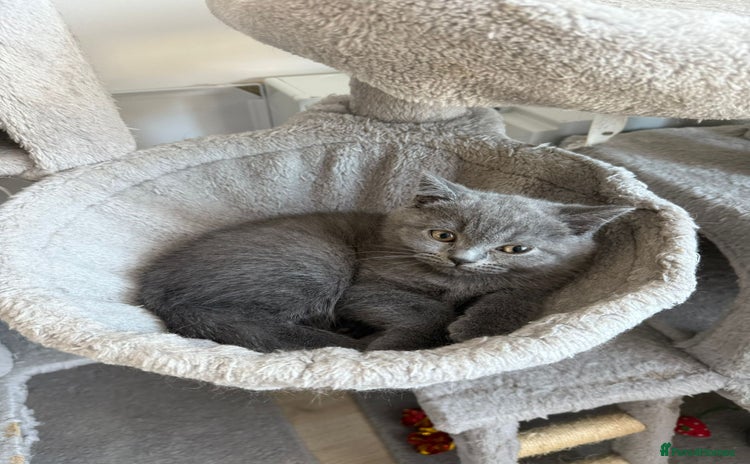 British Shorthair cats - Advert 6