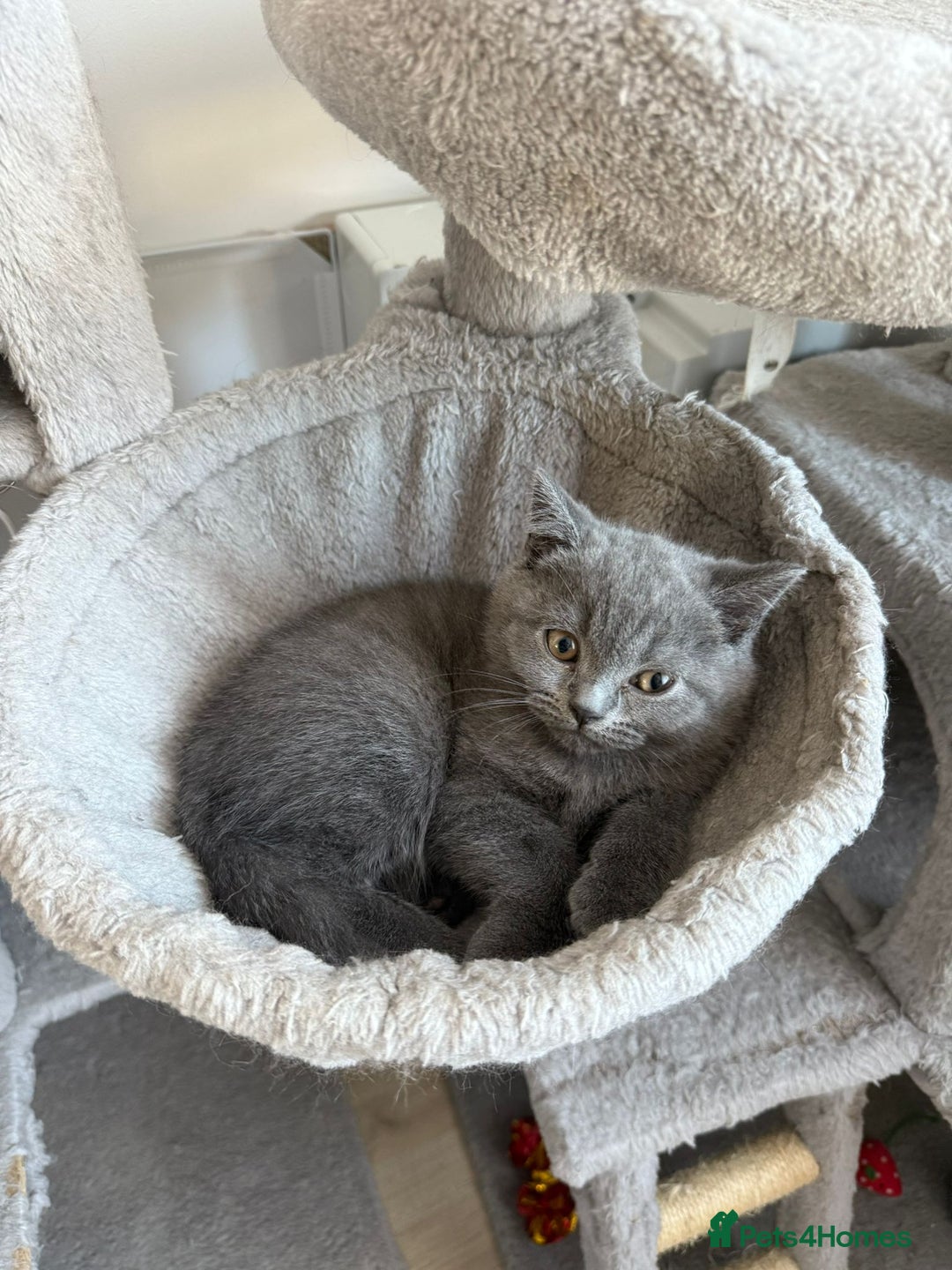 British Shorthair cats for sale: British shorthair kitten”Ready now” - Image 1