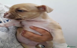 Alapaha Blue Blood Bulldog dogs for sale: Alapaha blue blood bulldog female puppy  - Image 5