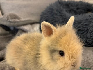 Lionhead rabbits Double maned lion head bunnies for sale - Advert 16