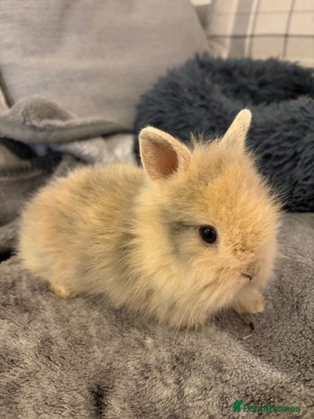 Lionhead rabbits - Advert 13