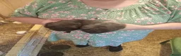 Guinea Pig rodents for sale: Sheltie boars  - Advert 3