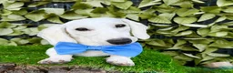 Miniature Dachshund dogs for sale: Pure White GHOST dachshunds - Advert 6