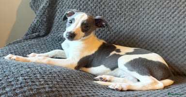 Whippet dogs - Advert 9