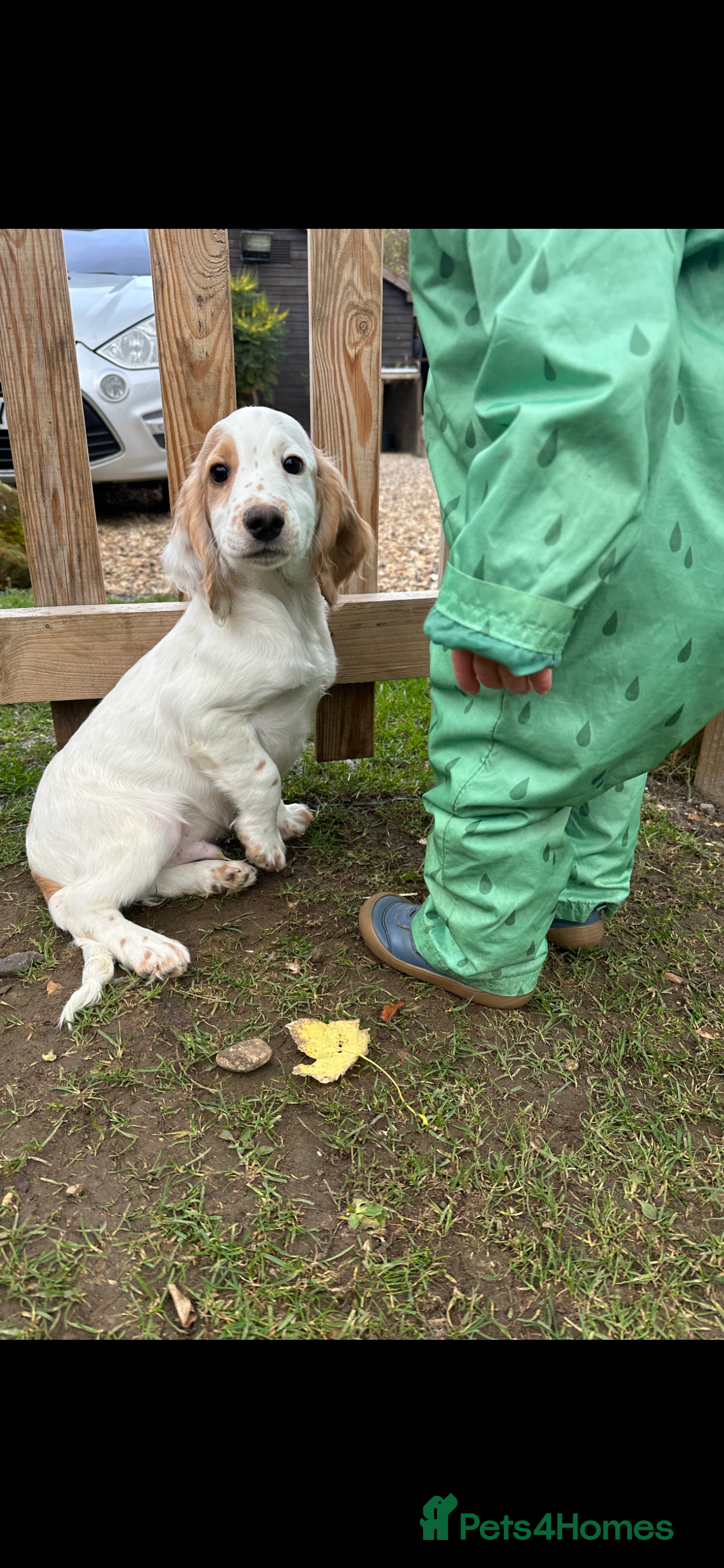 Cocker Spaniel dogs Working cocker spaniels puppies  - Advert 8