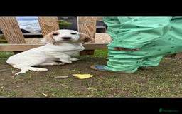 Cocker Spaniel dogs for sale: Working cocker spaniels puppies  - Image 1